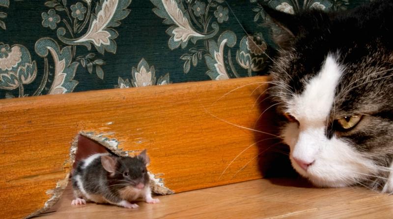 Как избавиться от мышей в доме или квартире